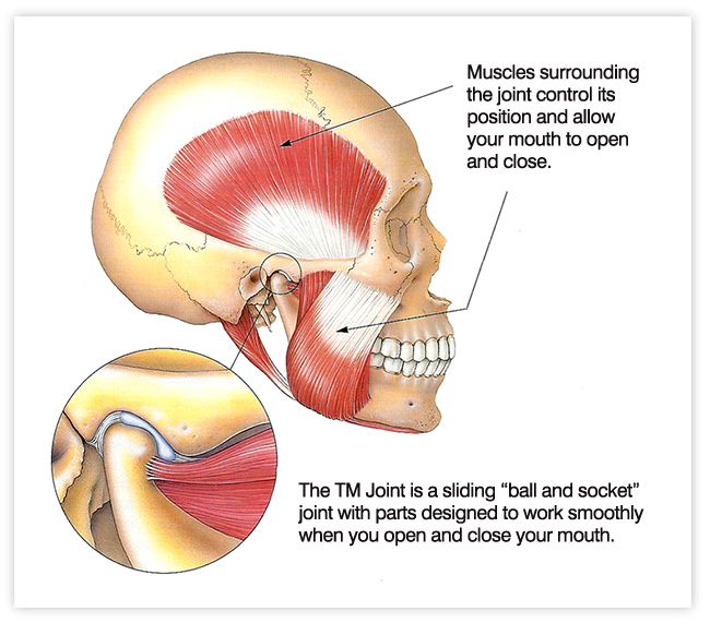 Anatomy of the TMJ muscles